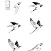Flying Bird outline